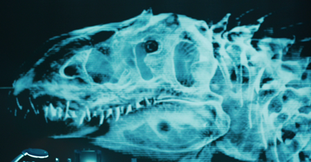 Indoraptor x-ray