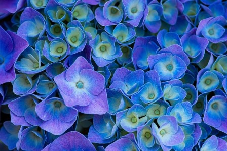 hydrangeas